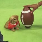 Sweetpea Dog Puppy Bowl: The Heartwarming Story of a Special Pup