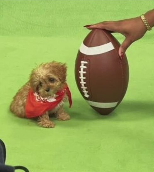 Sweetpea Dog Puppy Bowl: The Heartwarming Story of a Special Pup